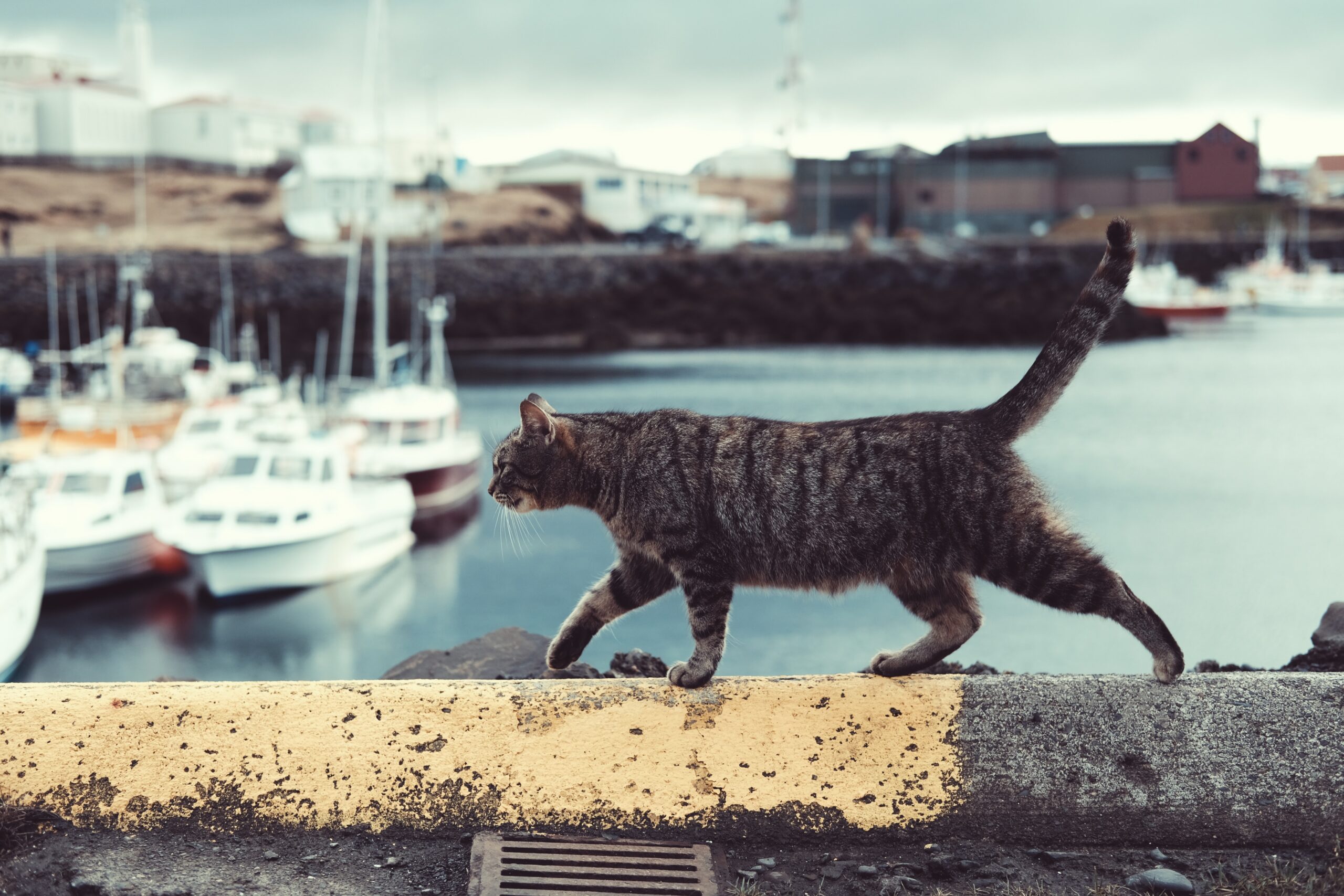 cat
