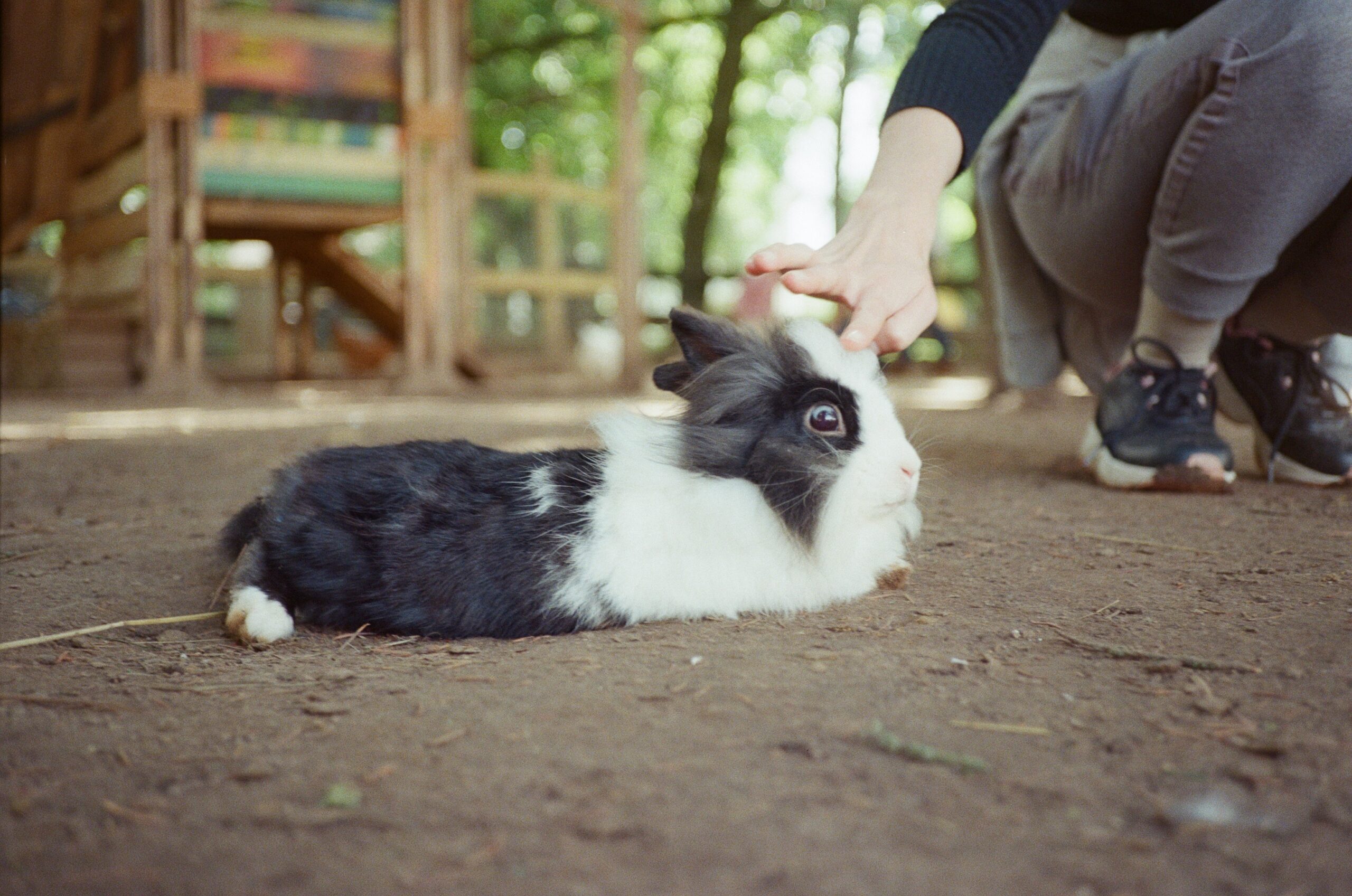 rabbit